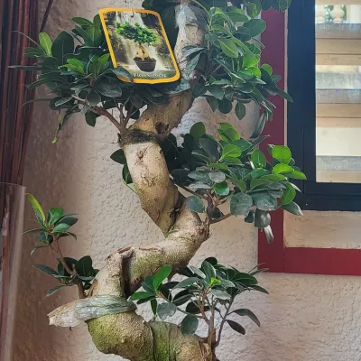 Plantes intérieur et extérieur