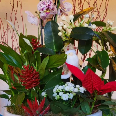 Coupes de plantes